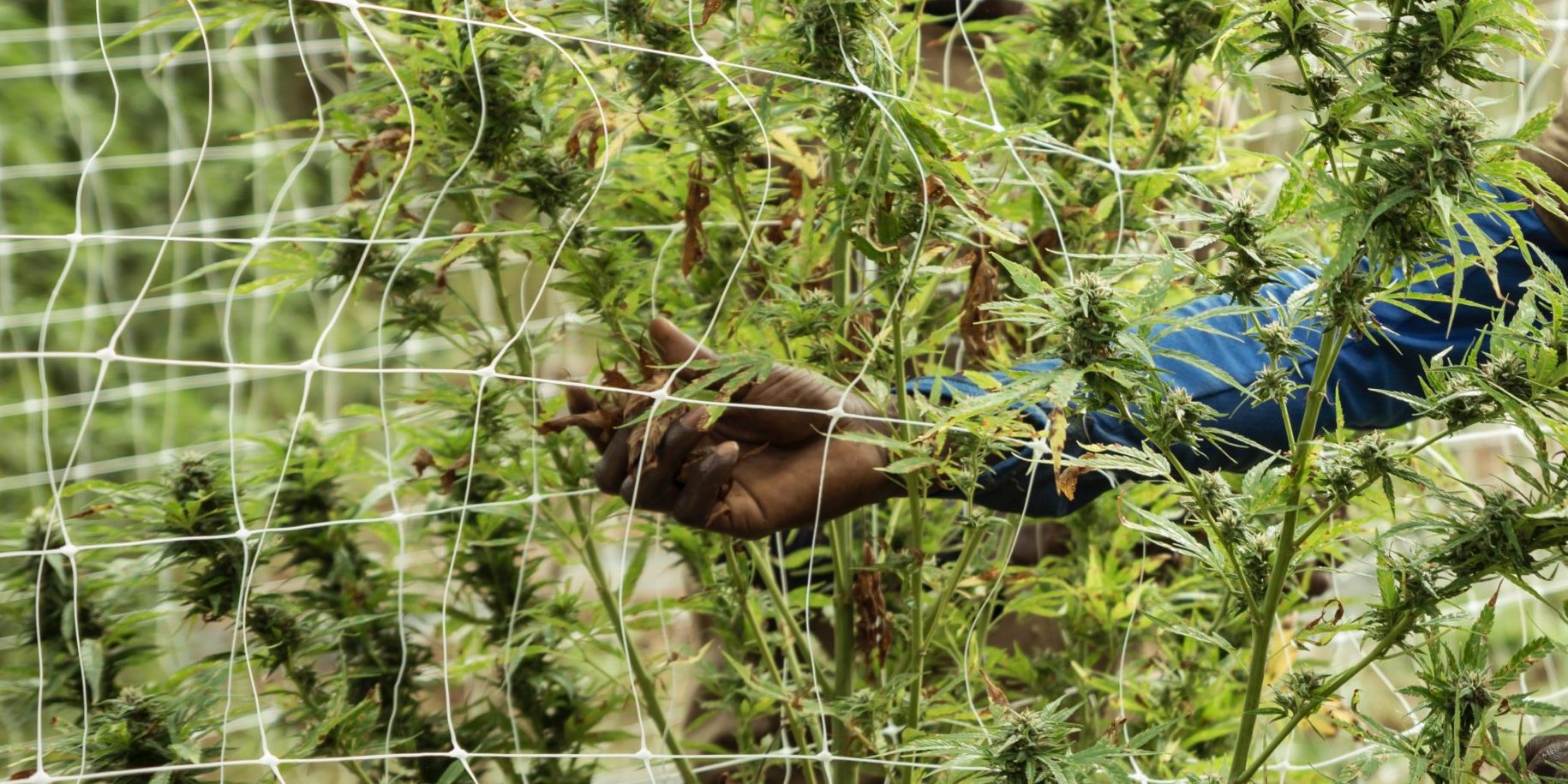 Cannabis Farm