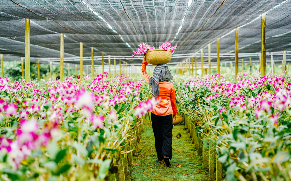 Women gather flowers in Orchid Garden