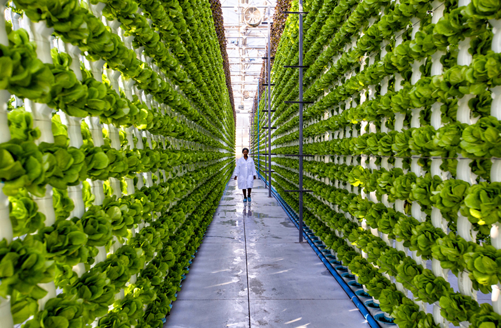 Black African female farmer in white coat walking down a lettuce row in a greenhouse at a hydroponic farm.