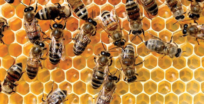 The Beehive Effect: Execution and Complex Adaptive Systems