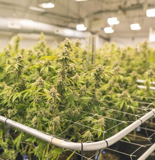 Cannabis Indoor Farm