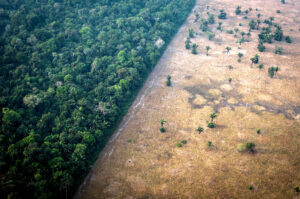 Amazon Rainforest Fires