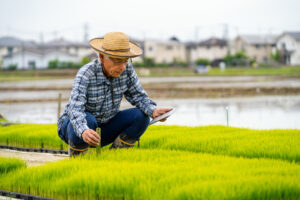 Senior farmer measuring new rice growth with a digital tablet